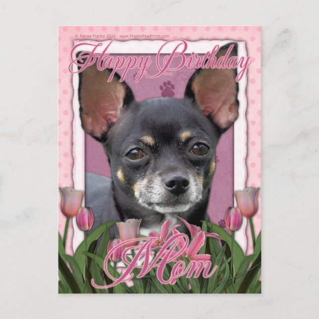 Happy Birthday Mom - Chihuahua - Isabella Postcard (Front)