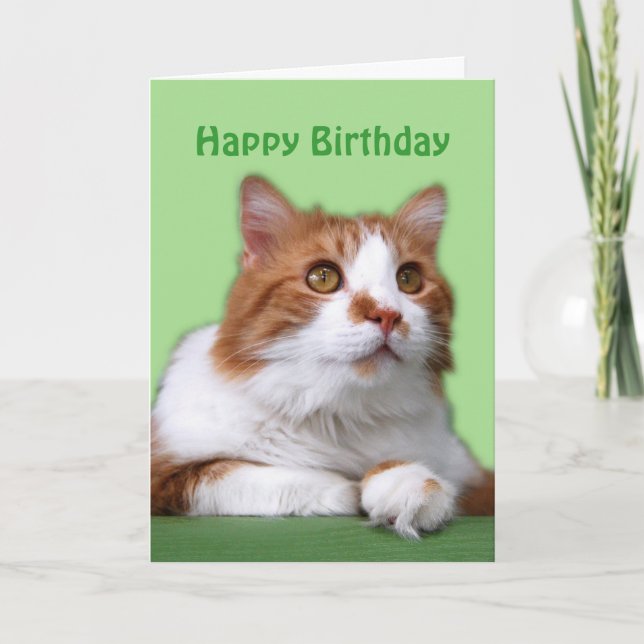 Happy Birthday Orange and White Thoughtful Cat Card (Front)