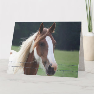 Happy Birthday Paint Horse Equestrian Riding Card
