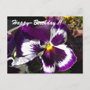 Happy Birthday Pansy Postcard