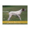 Happy Birthday! | Photo dog