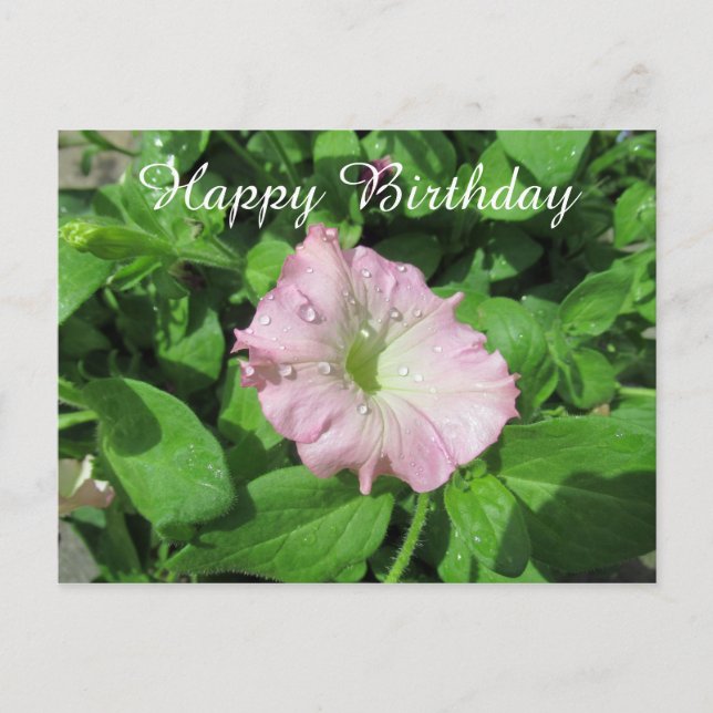 Happy Birthday Pink Petunia Photography Postcard (Front)