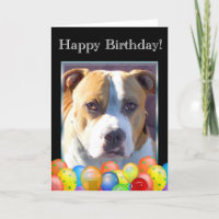 Happy Birthday pitbull dog greeting card