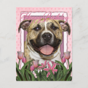 Happy Birthday - Pitbull - Tigger Postcard
