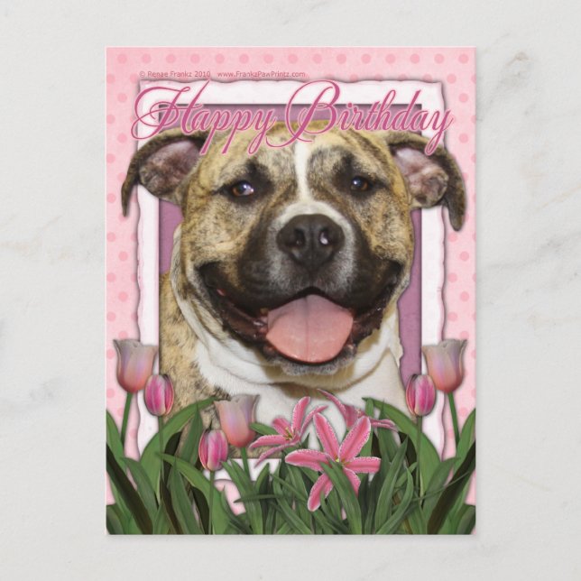 Happy Birthday - Pitbull - Tigger Postcard (Front)
