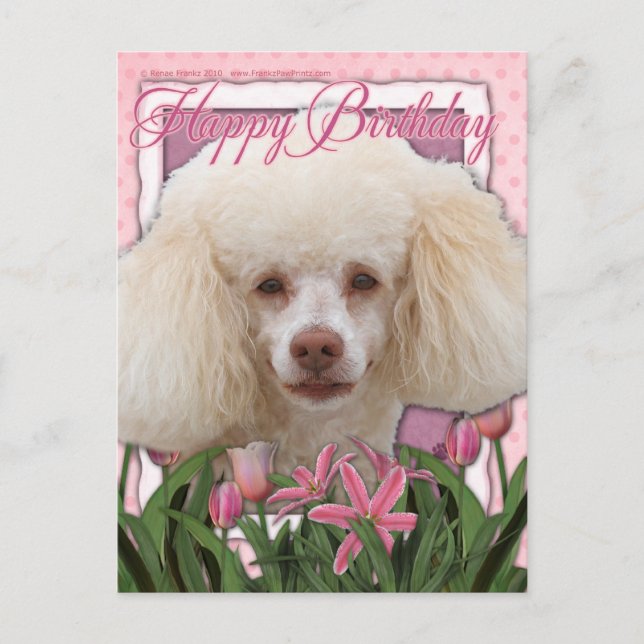 Happy Birthday - Poodle Postcard (Front)