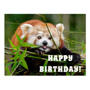 Red Panda Birthday Cards Zazzle Ca