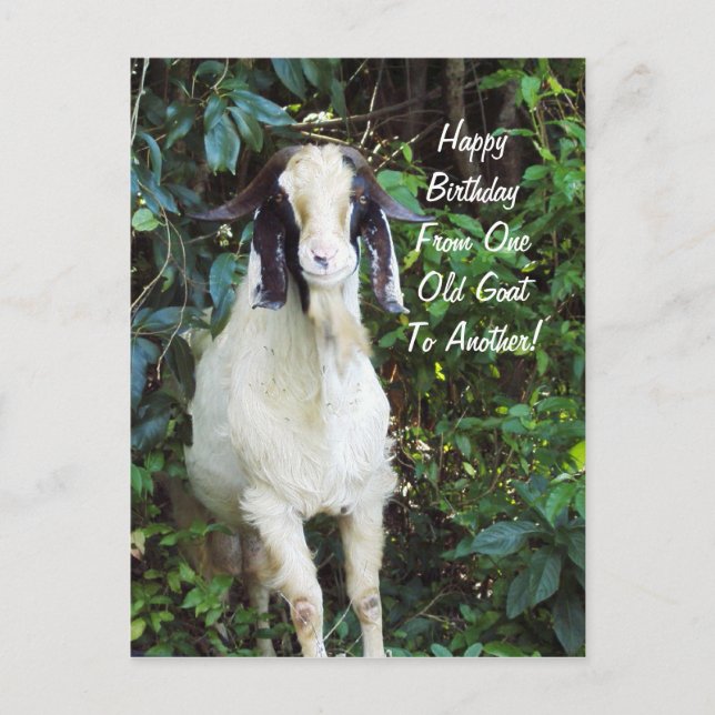 Happy Birthday Postcard (Front)