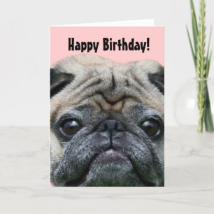 Happy Birthday Pug Dog greeting card