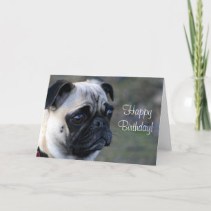 Happy Birthday pug greeting card