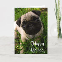 Happy Birthday Pug Puppy Dog Greeting Card
