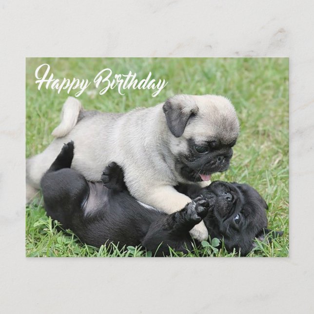 Happy Birthday Pug Puppy Dog Postcard (Front)