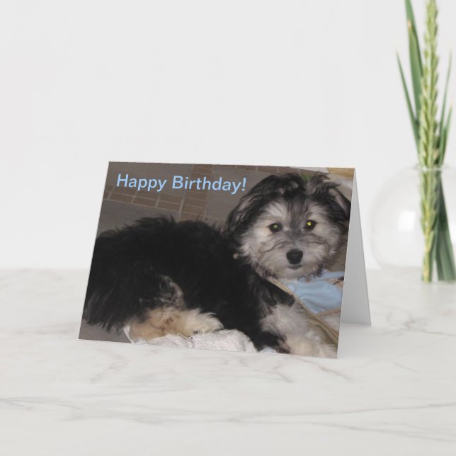 Happy Birthday  Puppy Havanese Rescue Card (Front)