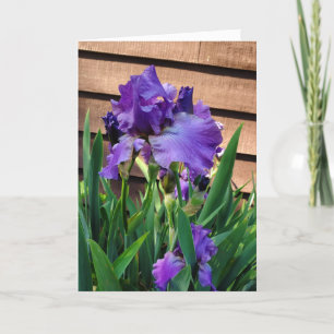 Happy Birthday   Purple Iris Card