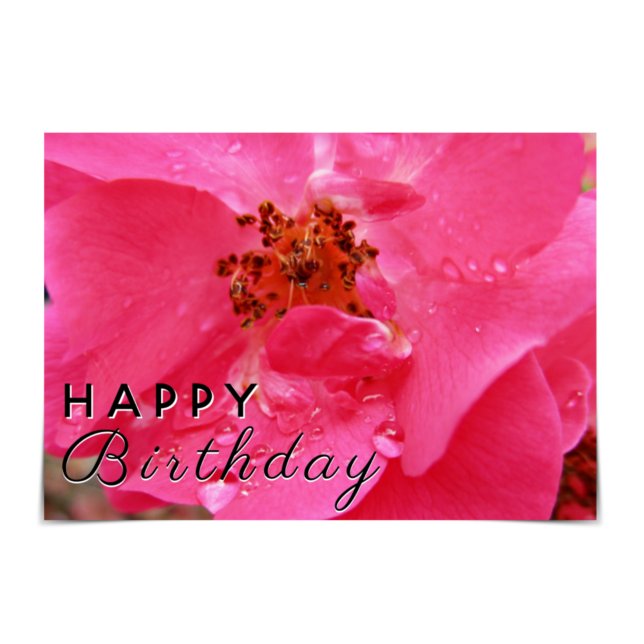 "Happy Birthday" Raindrop Pink Rose Card (Creator Uploaded)