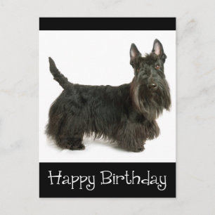 Happy Birthday Scottish Terrier Puppy Postcard