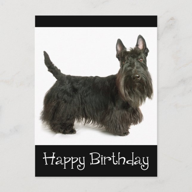 Happy Birthday Scottish Terrier Puppy Postcard (Front)