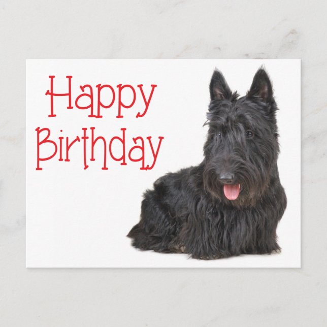 Happy Birthday Scottish Terrier Puppy Postcard (Front)
