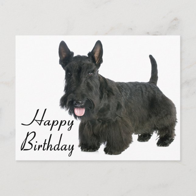 Happy Birthday Scottish Terrier Puppy Postcard (Front)