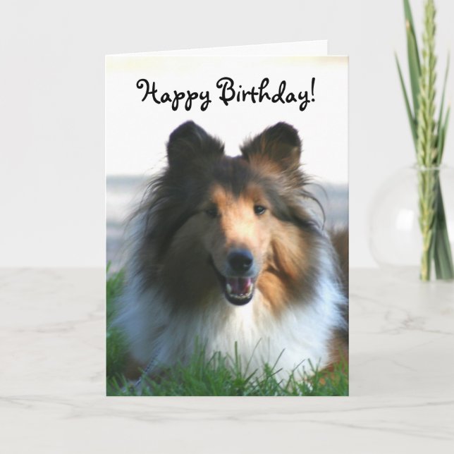 Happy Birthday Shetland Sheepdog greeting card (Front)
