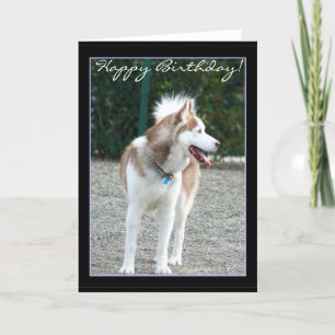 Happy Birthday Siberian Husky greeting card
