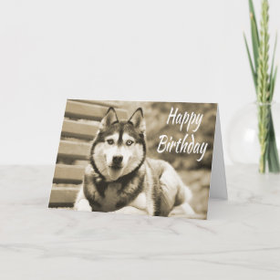 Happy Birthday Siberian Husky Puppy Dog Card