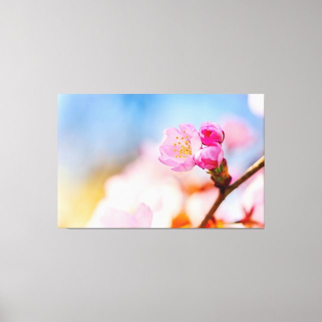Happy Birthday To Sakura Cherry Blossoms In Spring Canvas Print (Front)