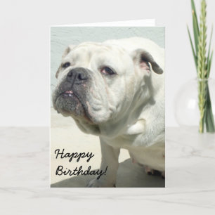 Happy Birthday White Bulldog greeting card