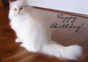 Happy Birthday White Persian Cat Gifts On Zazzle Ca