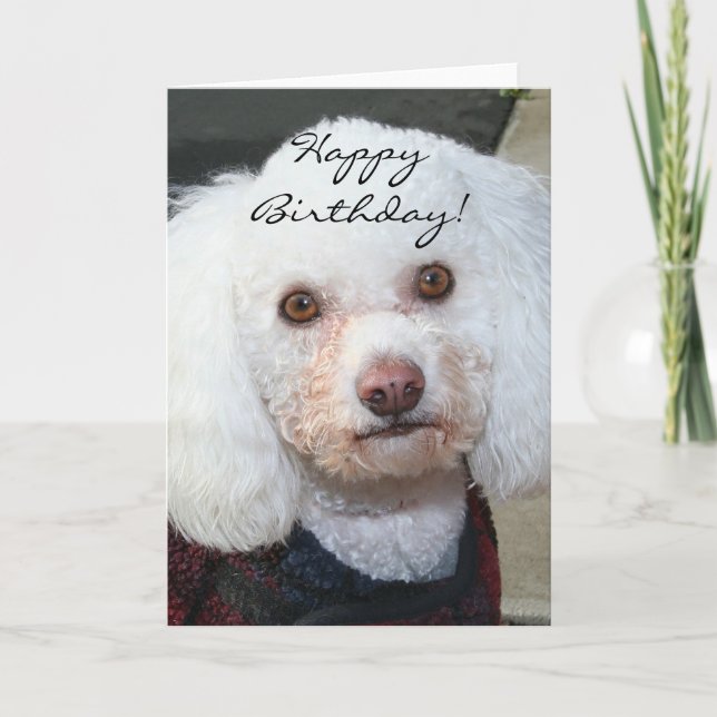 Happy Birthday White Poodle greeting card (Front)