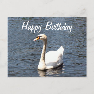 Happy Birthday white swan Postcard