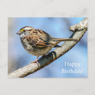 Happy Birthday White-Throated Sparrow Postcard