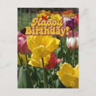 Happy Birthday Yellow and Pink Tulips Floral  Postcard