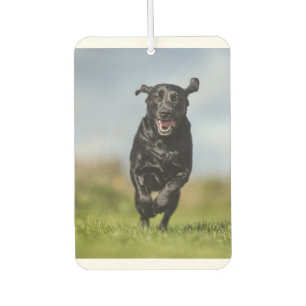 Happy Black Labrador Retriever Running Air Freshen Freshener