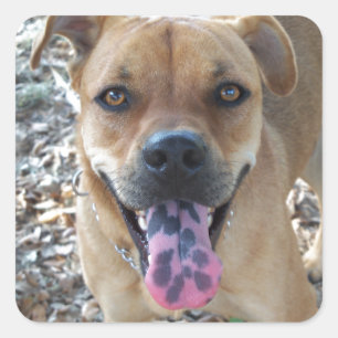 Happy Brown dog with spotted tongue Square Sticker