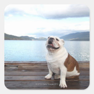 happy bull dog sitting on deck near lake square sticker
