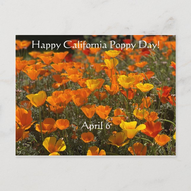 Happy California Poppy Day! Postcard (Front)