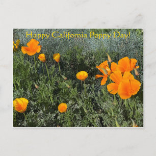 Happy California Poppy Day! Postcard