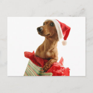 Happy Christmas Puppy Holiday Postcard