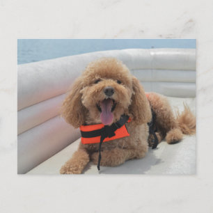 Happy Cockapoo Dog On Pontoon Boat Smiles Postcard