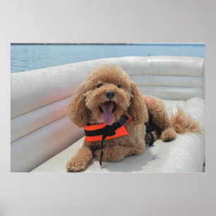 Happy Cockapoo Dog On Pontoon Boat Smiles Poster
