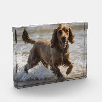 Happy Cocker Spaniel Beach Fun Day,