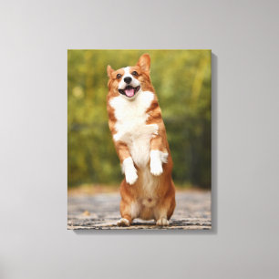 Happy Corgi Puppy Standing Photo Canvas Print