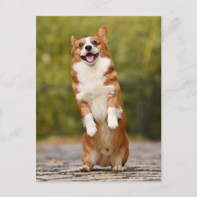 Happy Corgi Puppy Standing Photo Postcard (Front)