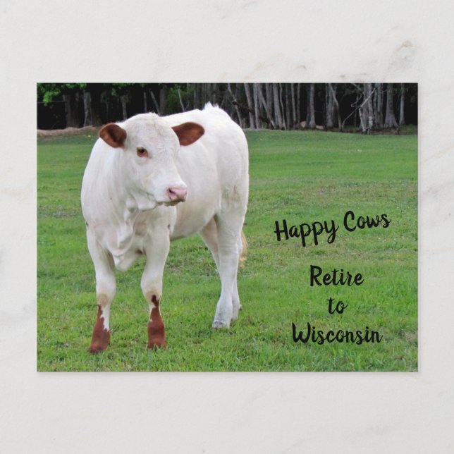 Happy Cows New Address / Change of Address Announcement Postcard (Front)