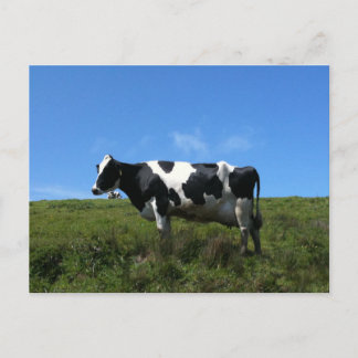 Happy Cows Postcard
