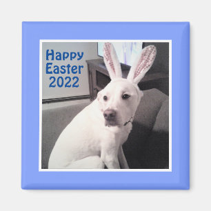 Happy Cute Puppy Dog With Easter Bunny Ears Blue Magnet