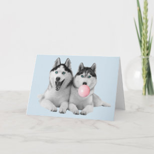 Happy Cute Siberian Huskies Bubble Gum Card