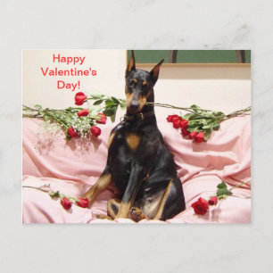 Happy Dober-Valentine to you Holiday Postcard