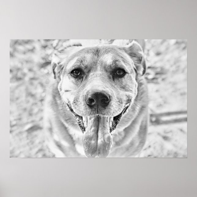 Happy Dog face poster print (Front)